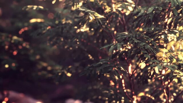Sunlight filters through the trees in a forest, illuminating a cluster of green leaves. The colors change as daylight fades. The scene is alive with nature in the late afternoon.