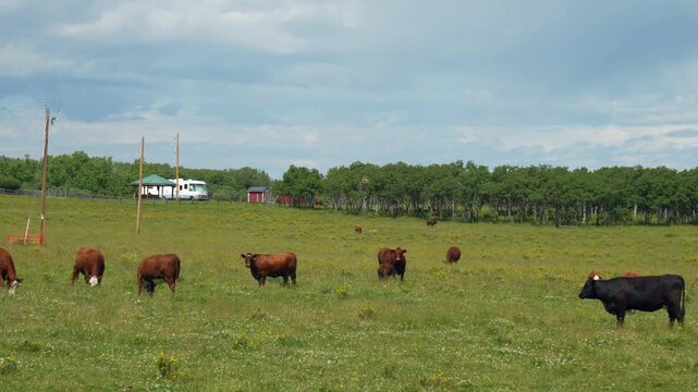 Herds of cattle Bos taurus graze on a vibrant green pasture meadow under a cloudy sky. Calm outdoor scene suitable for agriculture, farm, and nature video projects