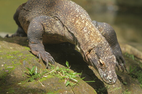 The sight of a komodo dragon crawling down the rocks