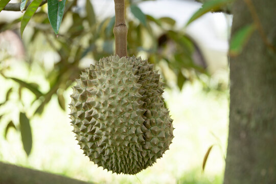 Raw Durian from the tree, macro closeup