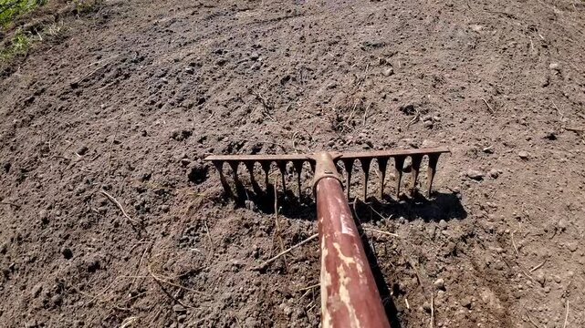 Loosening and leveling the soil in garden plots using a rake. Preparing the soil with a rake for sowing seeds. Farmer working on fields use rake. Prepare the soil before planting vegetables. 