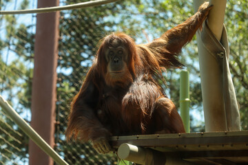 Adult Orangutan Resting on Platform in Zoo Enclosure © Kenedy