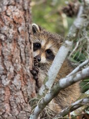 Shy Racoon © Glenda