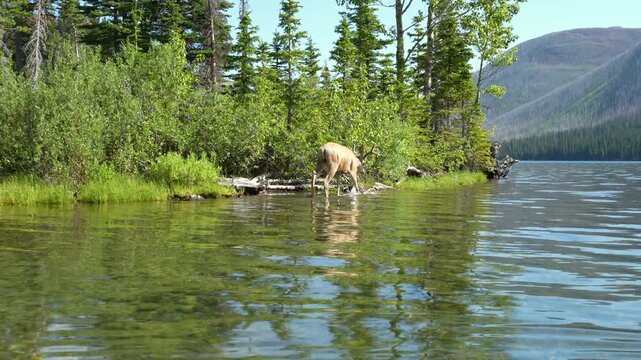 Wild mule deer buck Odocoileus hemionus stand by calm lake shore in lush forest. Serene nature scene for wildlife documentaries and conservation projects