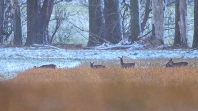 European Roe Deer Group Foraging for Food at Frosty Field Edge, Germany, Adult Male and Female Wildlife in Winter 4K