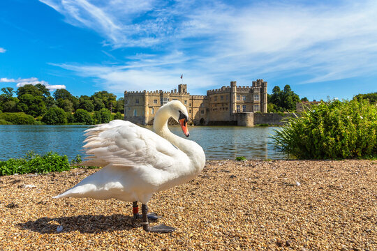 Single Elegant White Swan near Leeds Castle Moat in Maidstone, Kent, England, UK