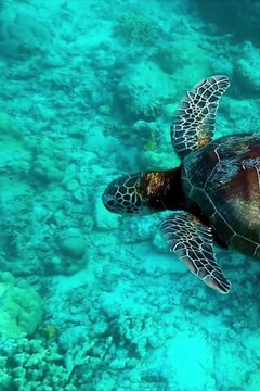 Two Sea Turtles Swimming Underwater Over a Coral Reef