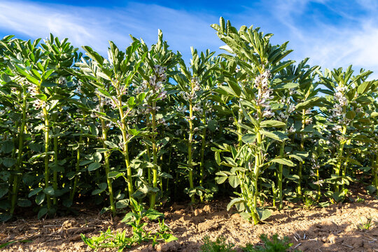 Broad Bean Vicia Faba Crop Flowering in Farm Field under Blue Sky