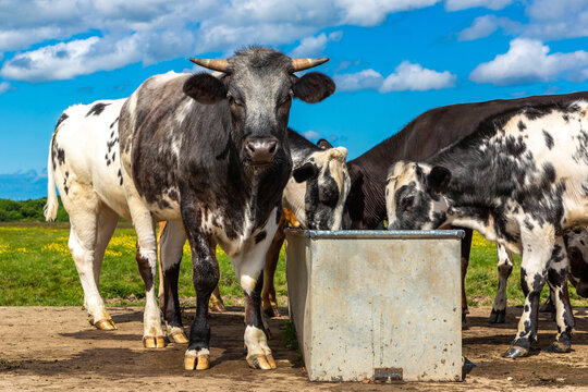 Heard of Farm cattle cow drinking from a water trough in green pasture