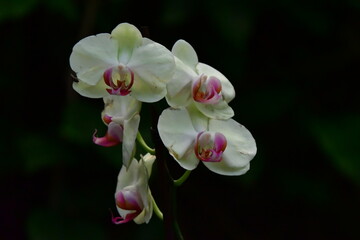 ORQUÍDEA © Germán