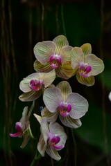 ORQUÍDEA © Germán