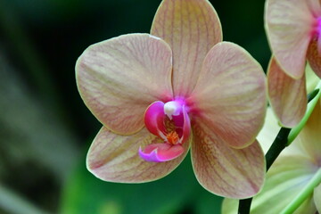 ORQUÍDEA © Germán