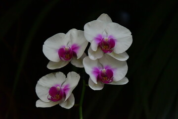 ORQUÍDEA © Germán