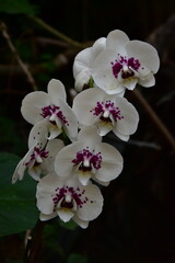 ORQUÍDEA © Germán
