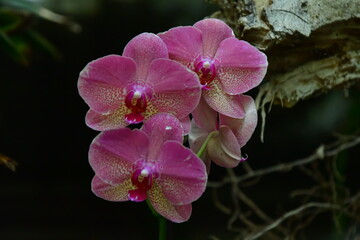 ORQUÍDEA © Germán