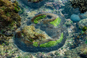High angle view of a large brain coral reef exposed in a shallow clear water tide pool. Vivid green algae and marine moss growing over detailed labyrinth-like natural textures. © Max Asrory
