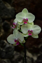 ORQUÍDEA © Germán