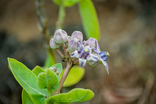 A cluster of blooming Calotropis gigantea flowers, known as crown flowers, with distinctive star-shaped purple petals and waxy green leaves.