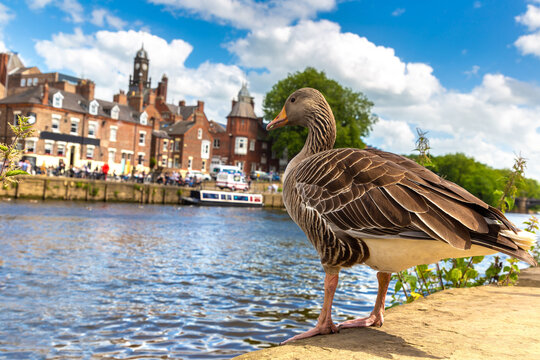 Wild Greylag goose duck beside River Ouse with historic waterfront buildings in York, England, UK