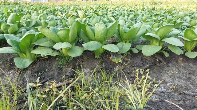 Green Bok Choy Vegetable Growing in Organic Garden, Healthy Bok Choy Plant with Green Leaves in Vegetable Garden
