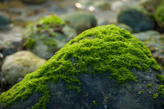 Close-up of vibrant green filamentous seaweed (Enteromorpha or Ulva intestinalis) carpeting a coastal rock at low tide.