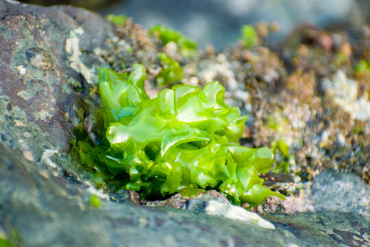 Vibrant green sea lettuce (Ulva lactuca) seaweed growing on a wet, rough coastal rock in an intertidal zone.