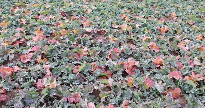 Green leaves of winter rapeseed with hoarfrost on a country field, colorful frosty rapeseed leaves are covered with ice drops, dry leaf