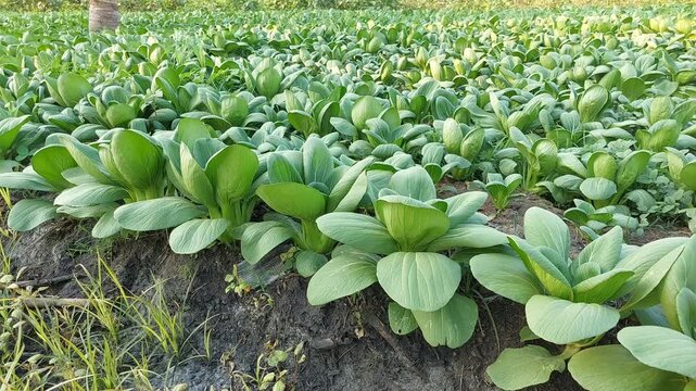 Green Bok Choy Vegetable Growing in Organic Garden, Healthy Bok Choy Plant with Green Leaves in Vegetable Garden