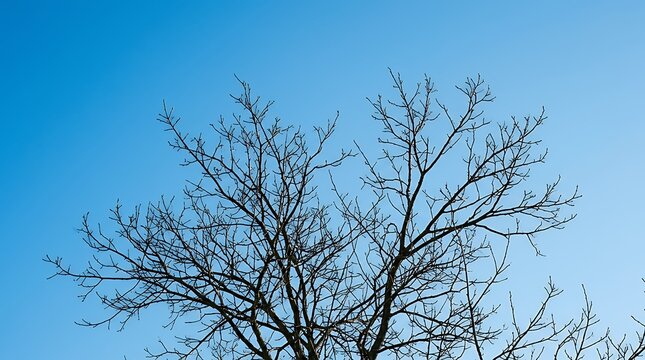 Minimalist Leafless Tree Branches Reaching Upward Against Clear Azure Sky Clean seasonal winter composition featuring intricate dark branch outlines contrasting against bright plain blue atmosphere