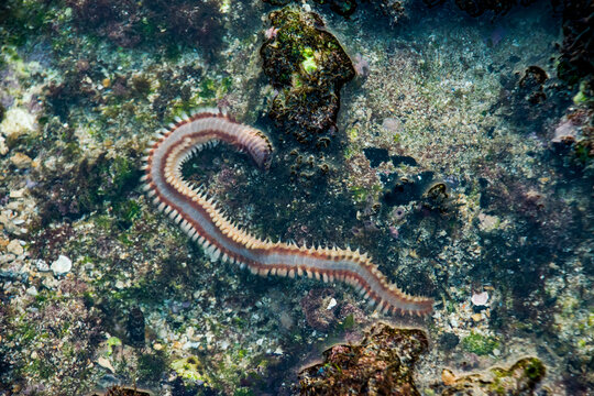 Marine bearded fireworm (Hermodice carunculata) crawling along a rocky tidal seabed, displaying its distinctive bristles and elongated segmented body.