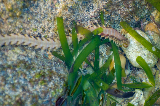 A bearded fireworm (Hermodice carunculata) moves across a rocky tidal seabed, offering a detailed view of its segmented body and characteristic stinging bristles.