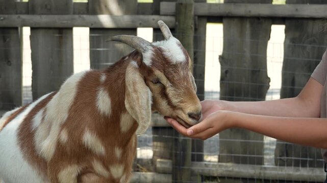 Person feed pet goat Capra Aggros Circus at farm yard. Calm outdoor rural scene, gentle animal interaction. Stock video clip use for agriculture commercial. 4K resolution