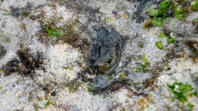 High angle view of a dark sea hare sea slug crawling across a sandy reef floor in a shallow coastal tide pool. Exotic marine life detailed macro photography at low tide.