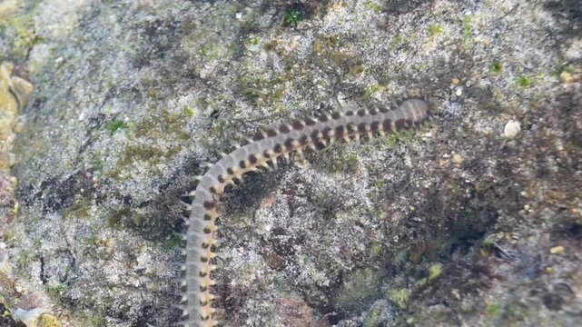 A wild fireworm swimming through transparent sea water. Exotic marine biology texture showcasing a colorful segmented worm on a coral reef bed.