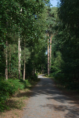 Footpath winding through a coniferous forest in the summer, Norfolk UK © James