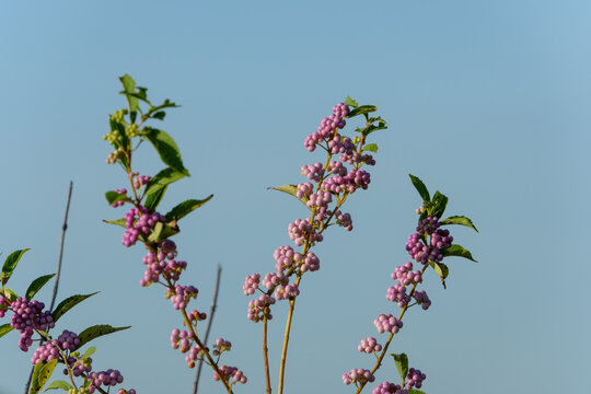 Purple beautyberry fruits ripening against clear blue sky in autumn garden with copy space