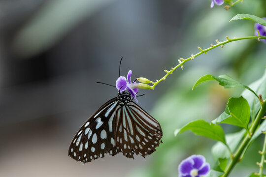 Ideopsis similis Ceylon blue glassy tiger butterfly feeding on purple flower nectar in nature