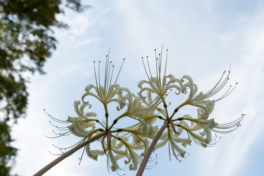 White spider lily flowers blooming against bright sky in autumn nature garden
