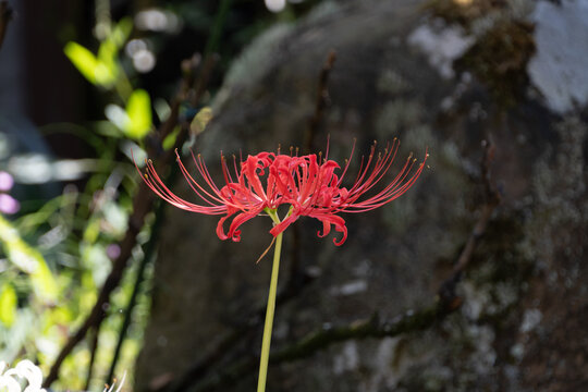 Single red spider lily flower blooming vibrant against dark natural background in autumn garden with copy space