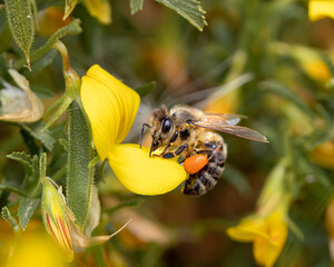 Ape con polline su fiore giallo © Antonino