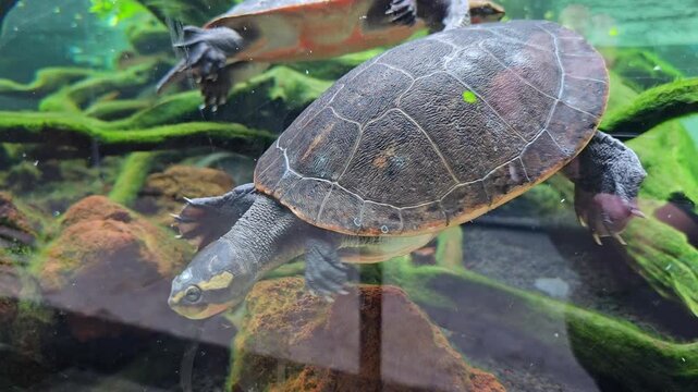 Aquatic turtle swimming underwater in a freshwater aquarium, surrounded by green aquatic plants, creating a natural wildlife and reptile habitat scene.