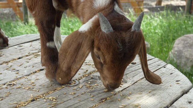 Adorable domestic baby goat Capra circus eat grain seeds from a wooden table in a peaceful farm setting. Natural, rural, calm atmosphere for animal and agricultural projects, advertisement, commercial