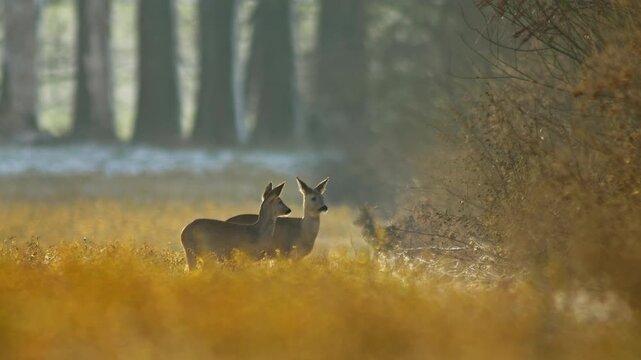 Female European Roe Deer Group Foraging for Food at Frosty Field Edge, Germany, Winter Morning Wildlife 4K