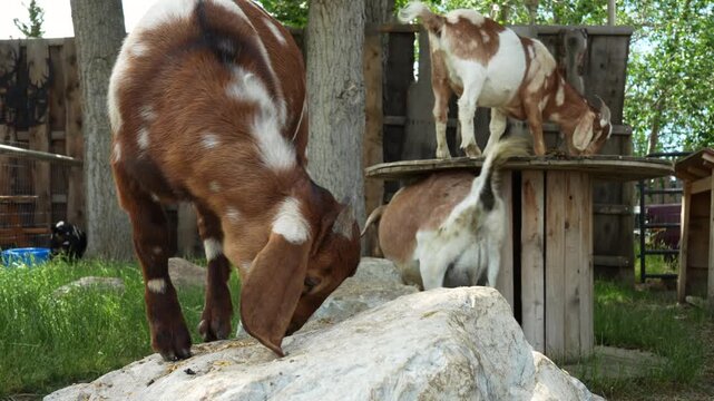 Domestic goat Capra aggros circus herd play and eat on rock and wood table in farm countryside yard. Cute livestock animals in rural setting for agriculture projects