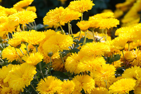 Bright yellow pompon chrysanthemum flowers in full bloom creating vibrant floral background. Closeup of colorful autumn blossoms growing in a garden, seasonal fall decorative plant breeding
