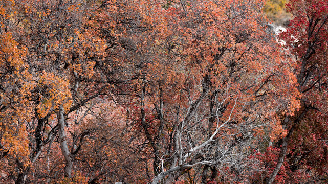 Autumn forest ,wood land trees showing late fall foliage colors