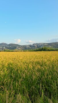 Panning across a vibrant golden rice field during sunset in Pego-Oliva Natural Park, Spain. Scenic view of Segaria Mountain. Ideal for social media stories,  travel, and agriculture.