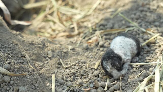baby rabbit looks small on the ground in the middle of nature, little rabbit spends most of its time sleeping and resting so that it can grow strong and healthy.