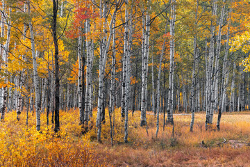 Fototapeta premium Aspen forest showing vibrant fall foliage at Wasatch state park in Utah.