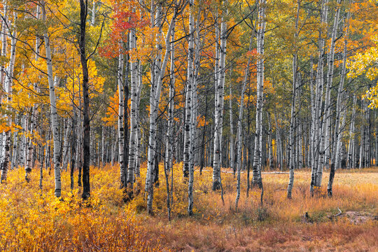 Aspen forest showing vibrant fall foliage at Wasatch state park in Utah.